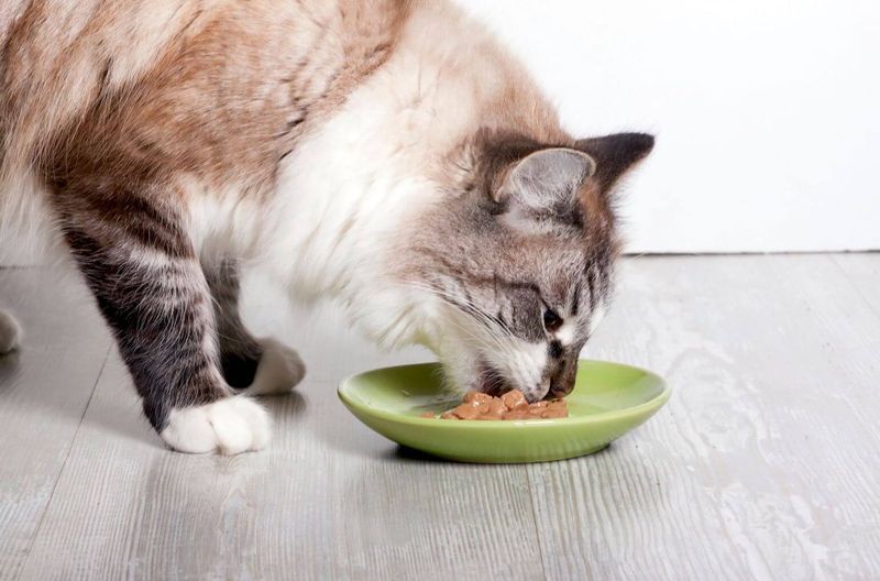 How to Get a Cat to Eat Wet Food Vet Shares 15 Best Tips